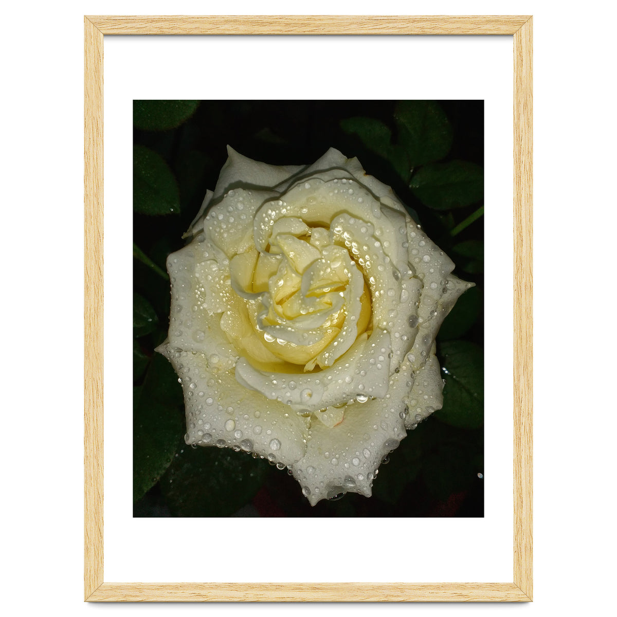 Floribunda Rose