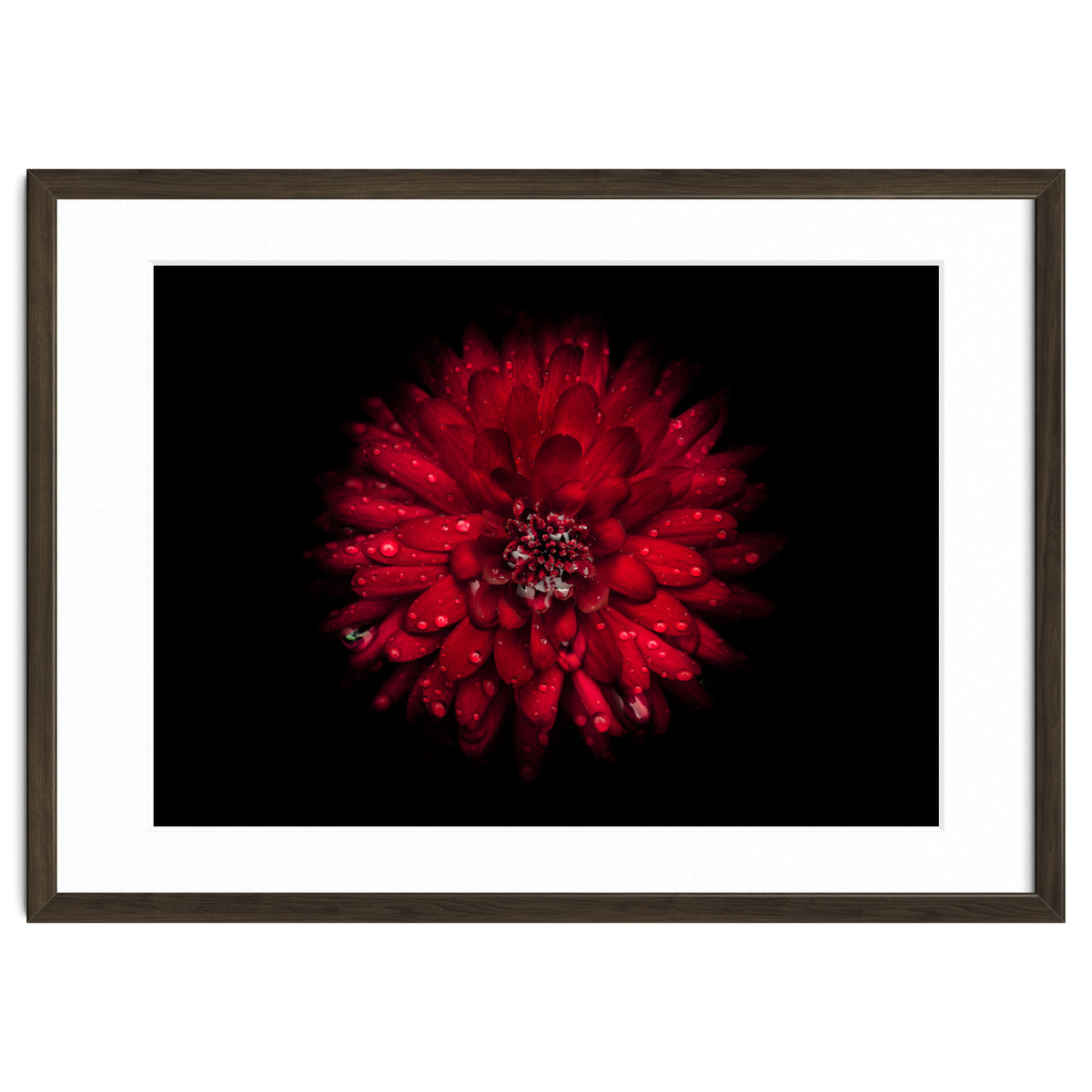 Backyard Flowers 45 Color Version