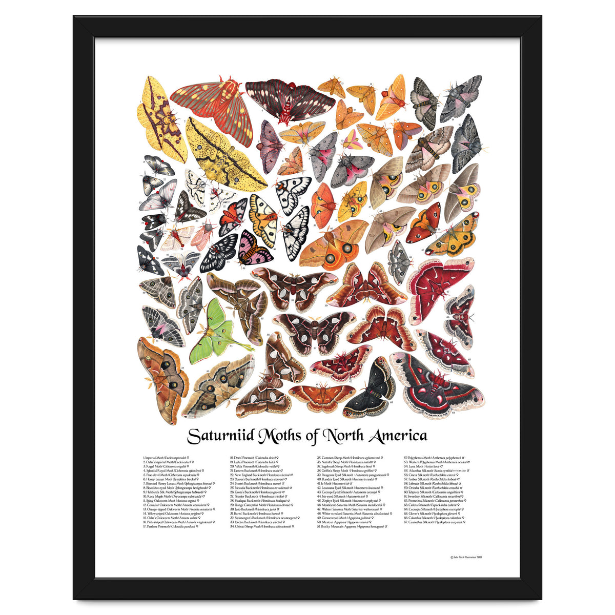 Saturniid Moths of North America