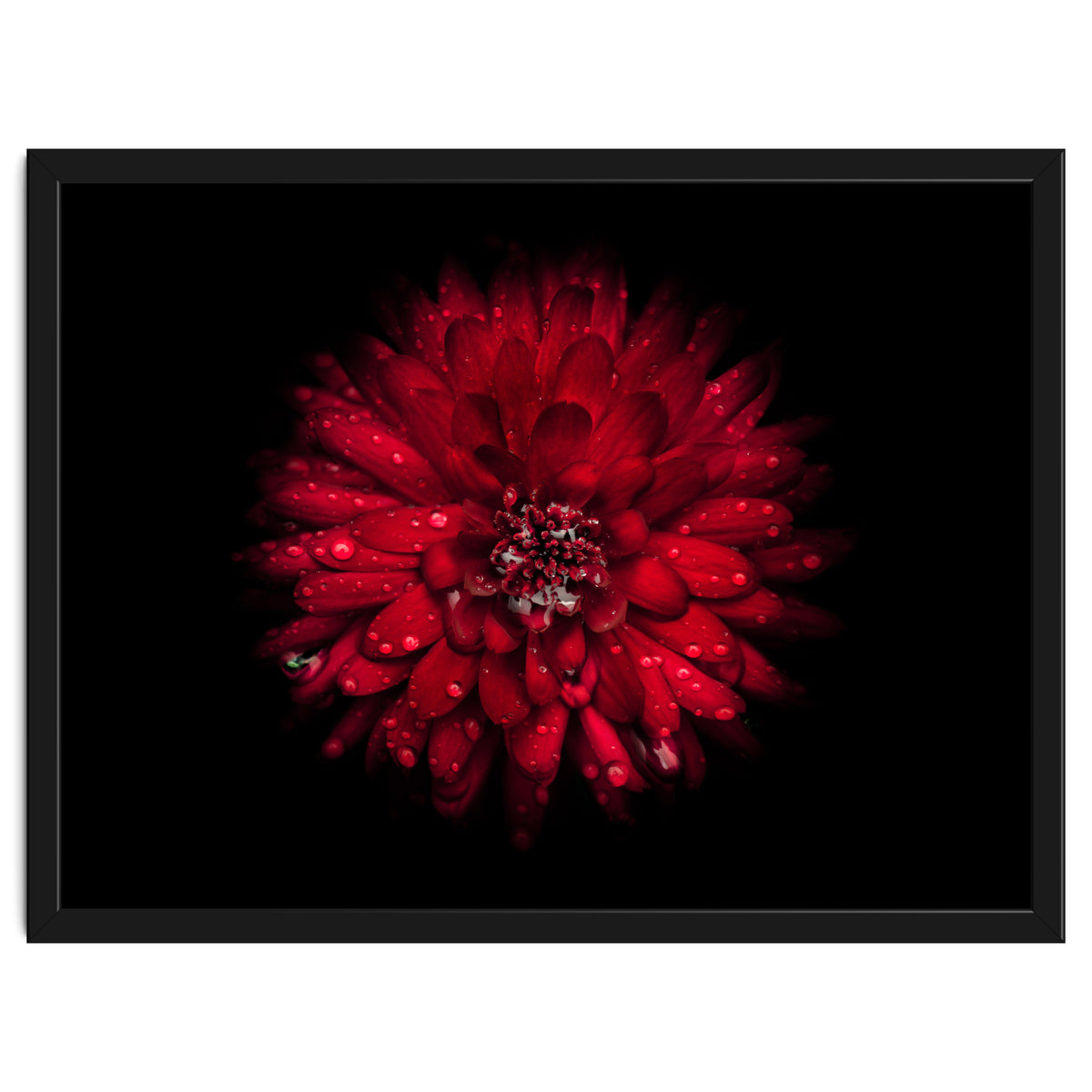 Backyard Flowers 45 Color Version