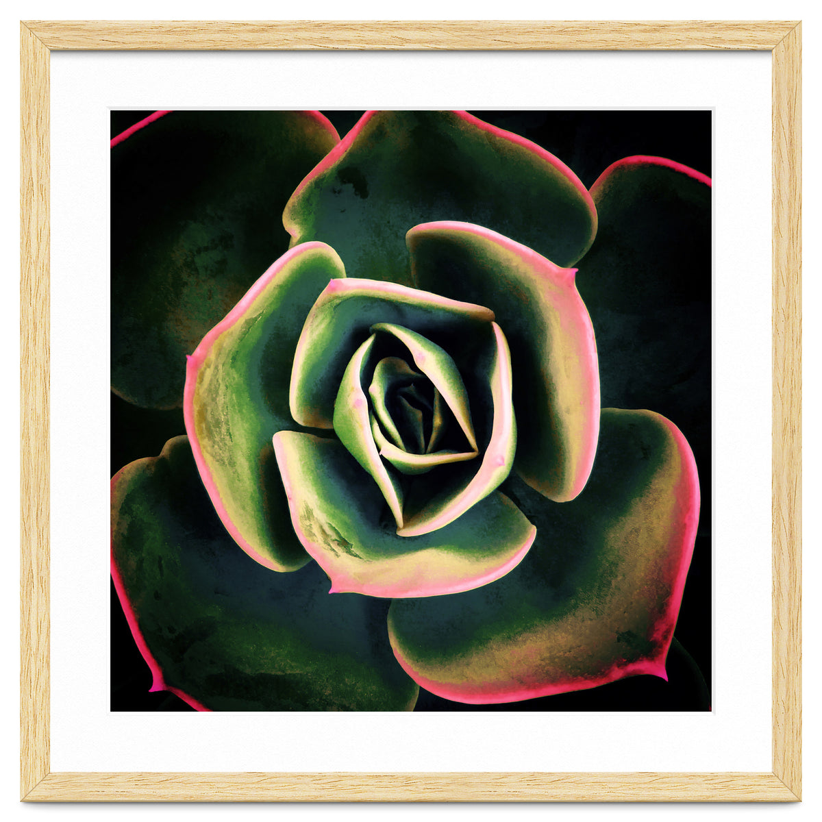 DARKSIDE OF SUCCULENTS XV