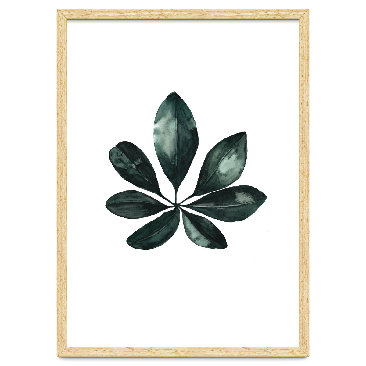 Botanical Illustration Arboricola Schefflera