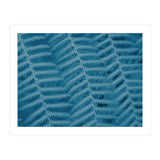 Pteridopsida 3 (Print Only) thumbnail