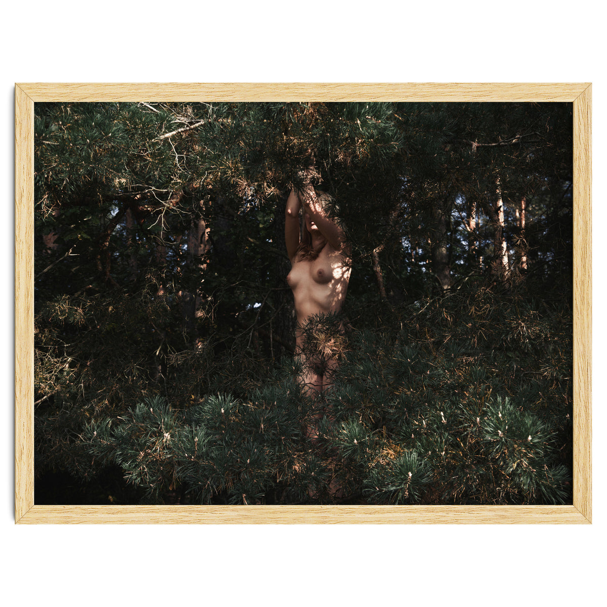 The Eyes of the Forest