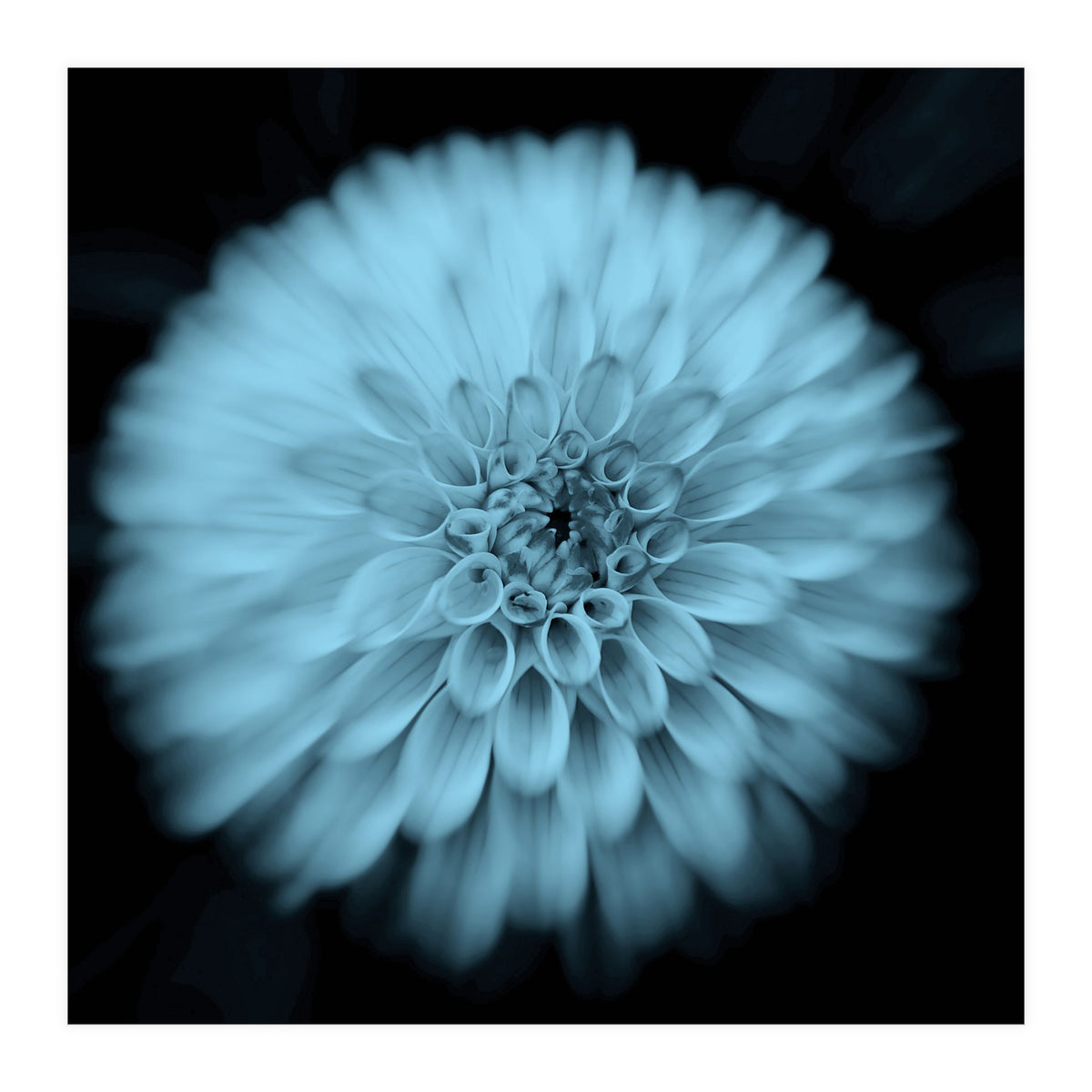 Asteraceae (Print Only)