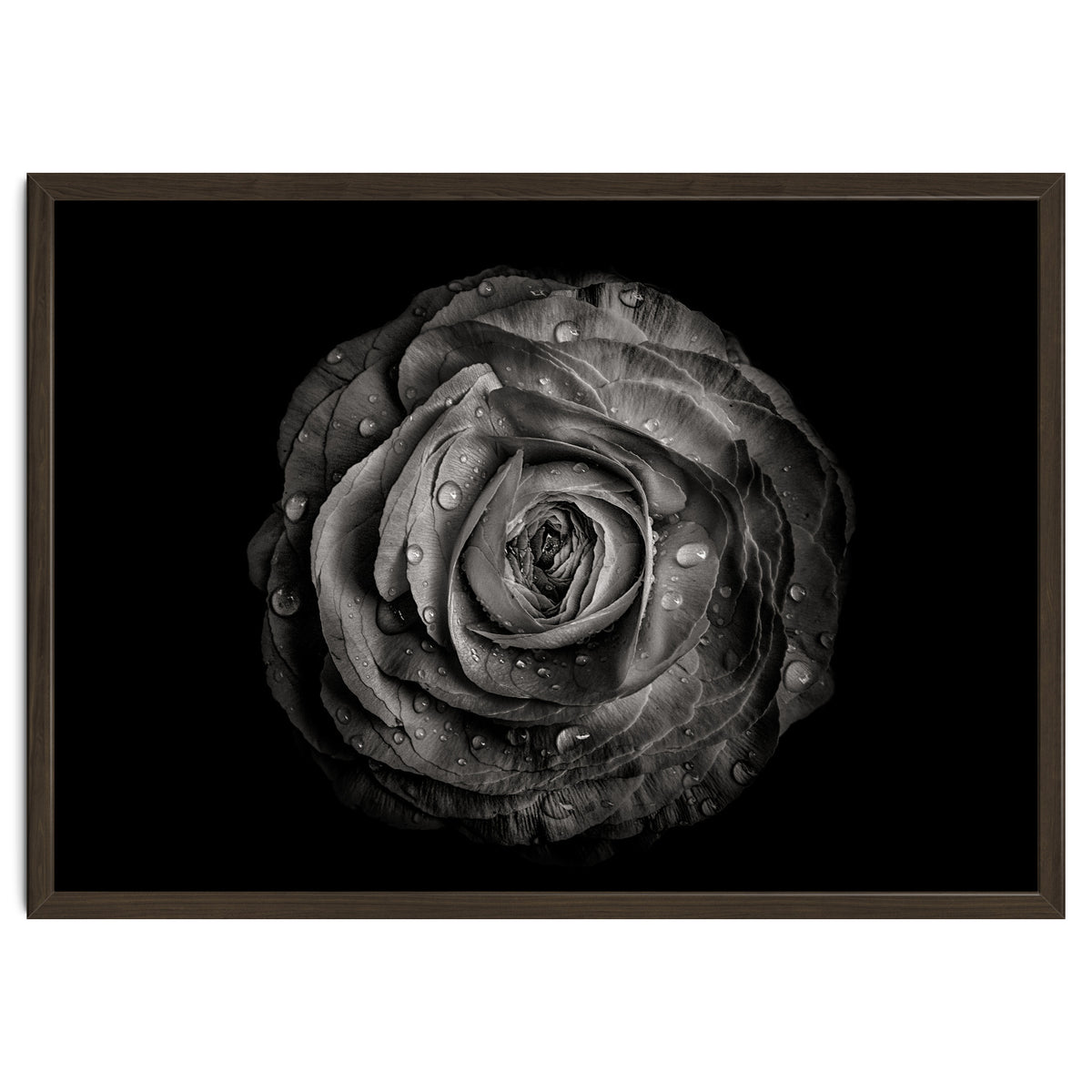 Backyard Flowers In Black And White 72