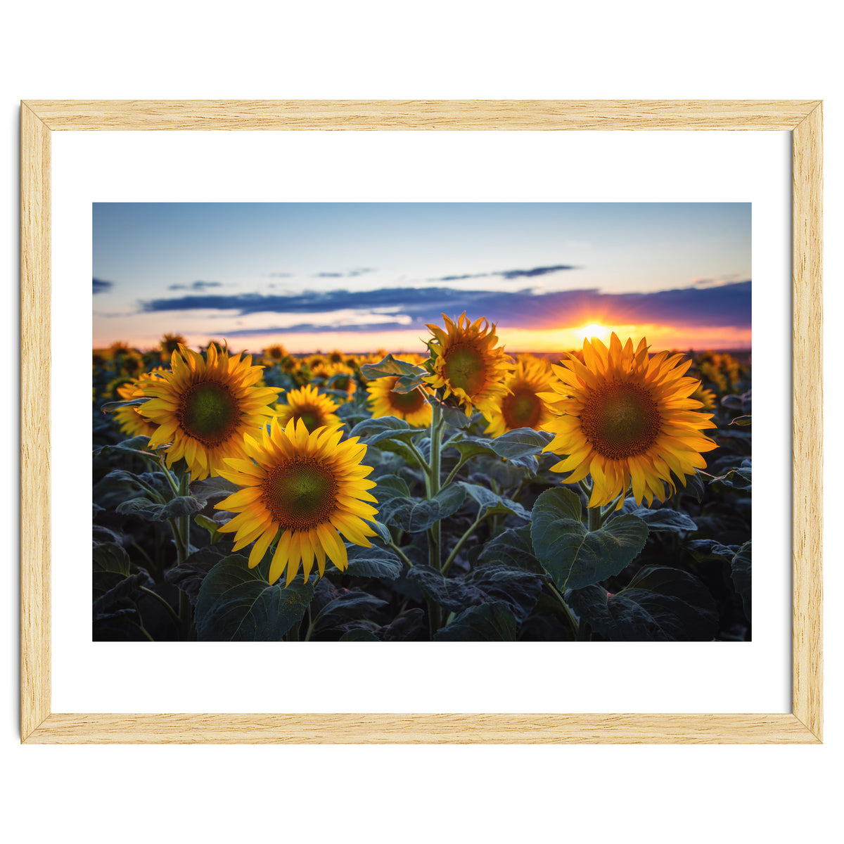 Sunflowers