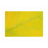 Autumn Leaf (Print Only) thumbnail