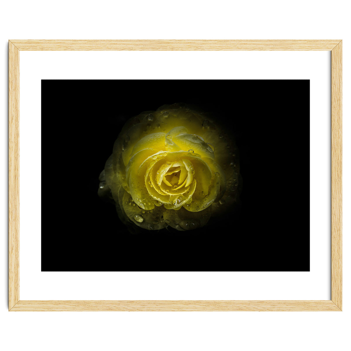 Backyard Flowers 64 Color Version