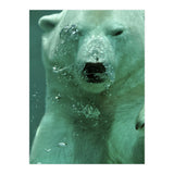 Polar Bear Under Water (Print Only) thumbnail