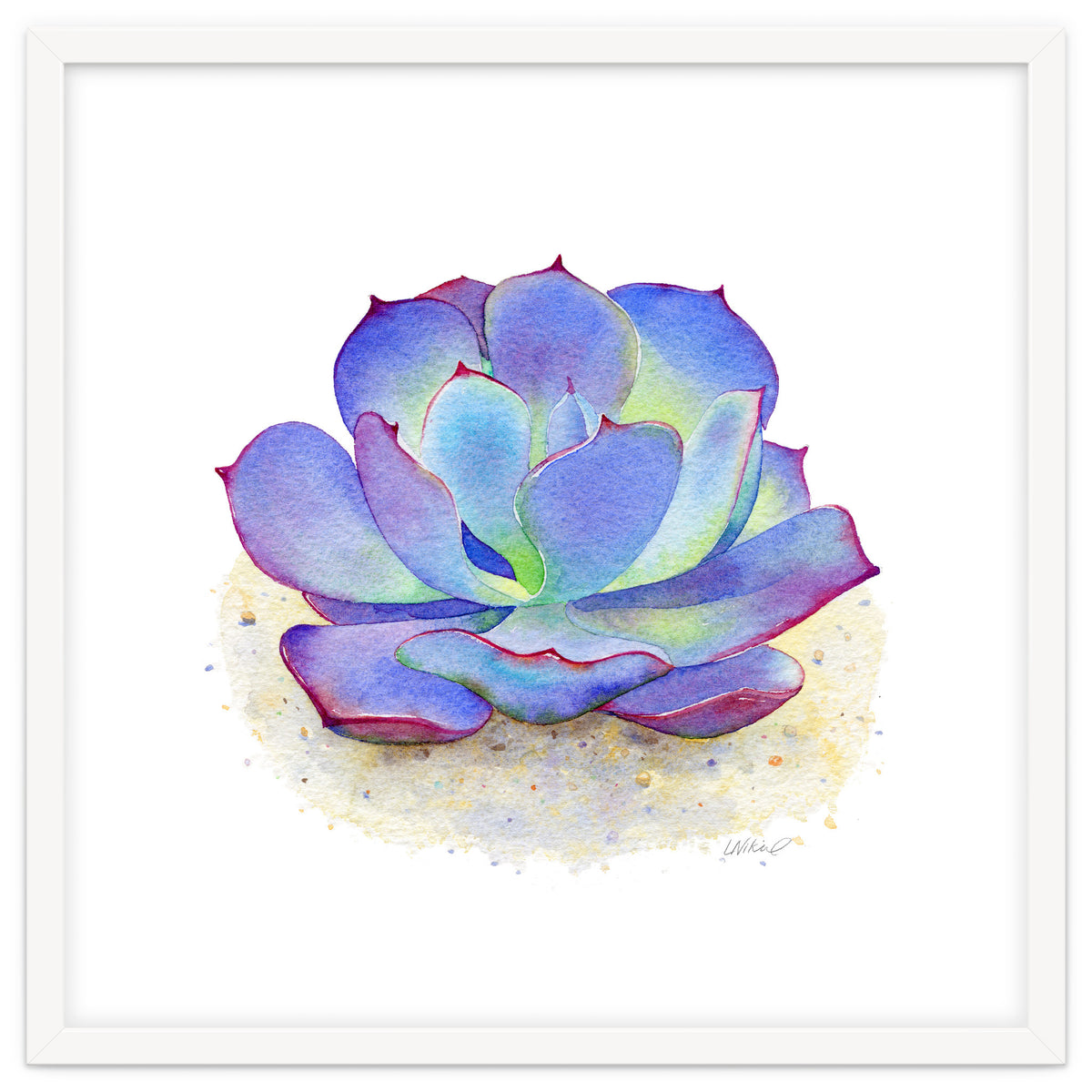 Blue Echeveria Succulent