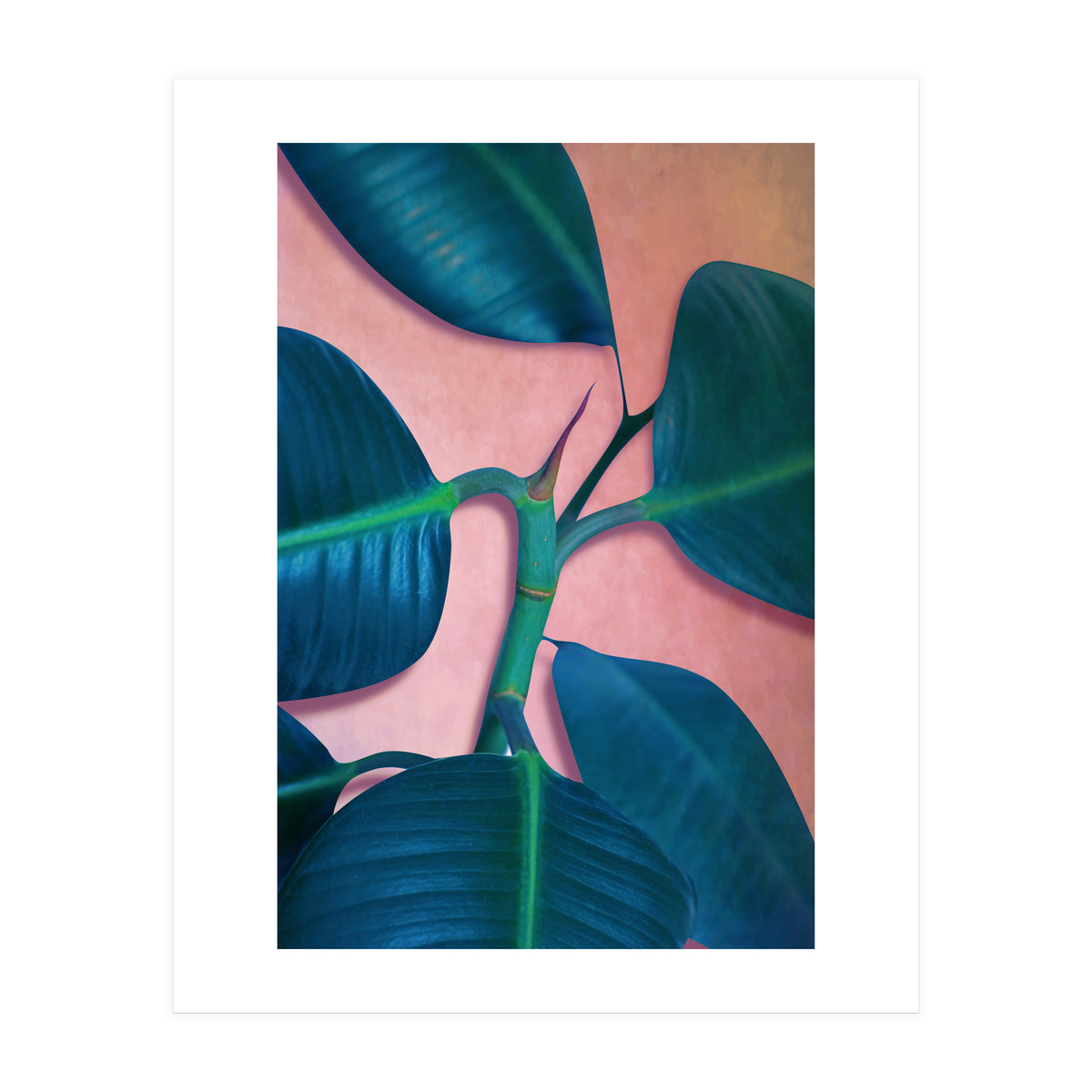 Ficus Elastica (Print Only)