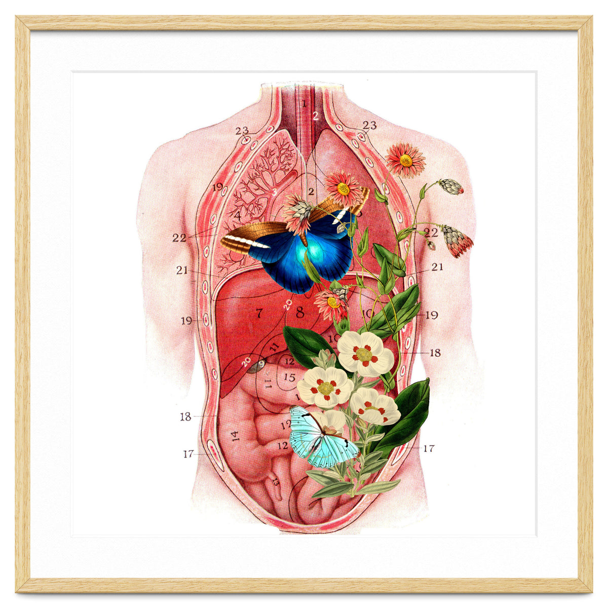 Butterflys In The Belly Makes Flower Grows