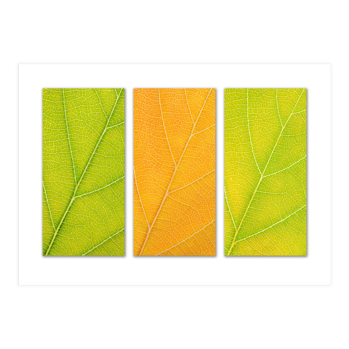 Autumn Leaves (Print Only)