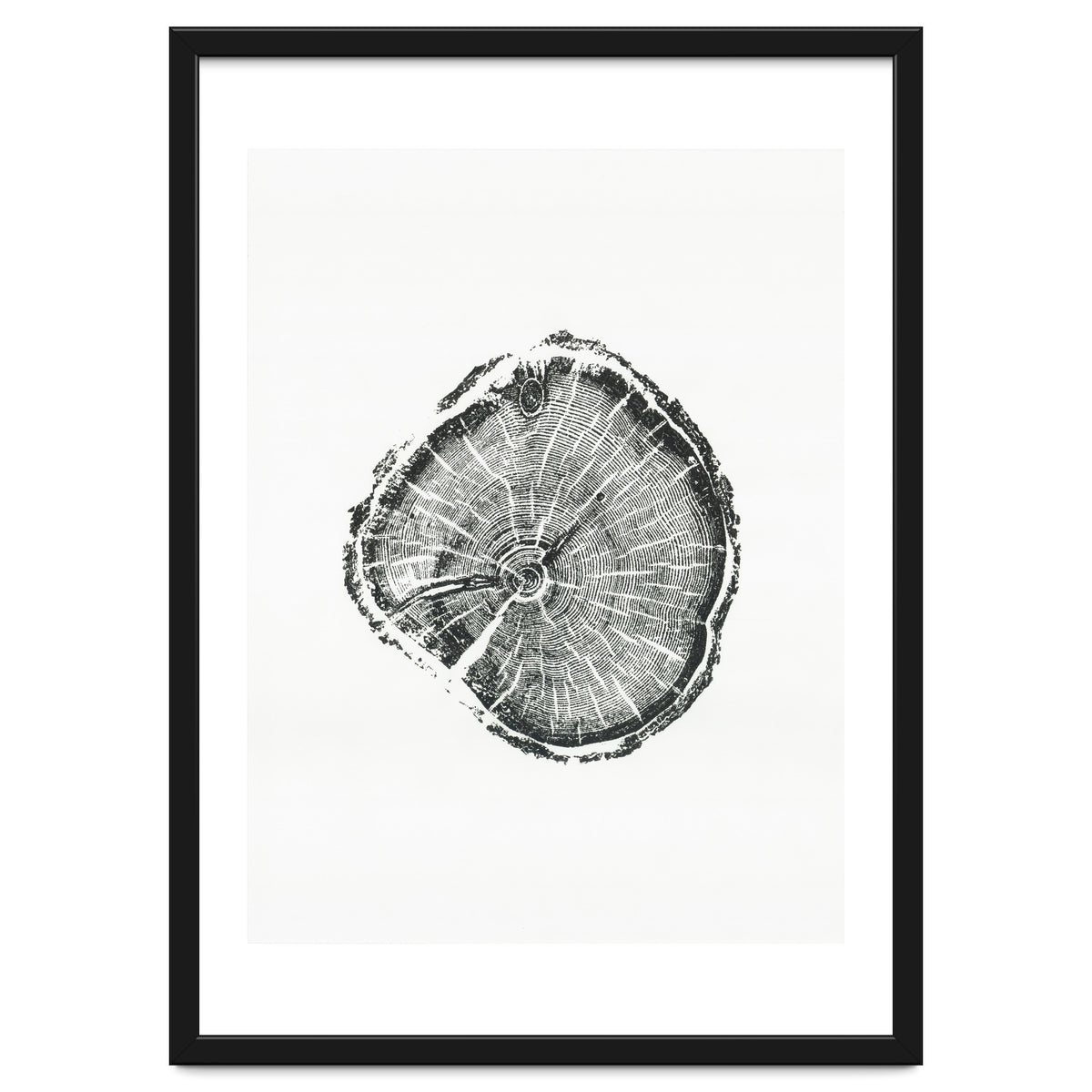 Tree Ring Print, Albion Basin, Utah, Pine Tree Print