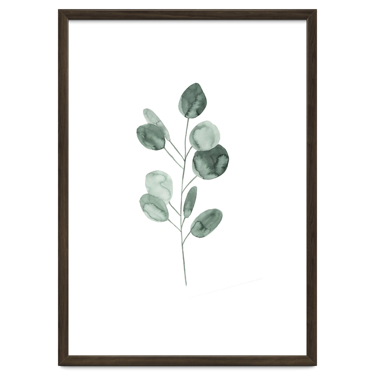 Botanical Illustration Eukalyptus2