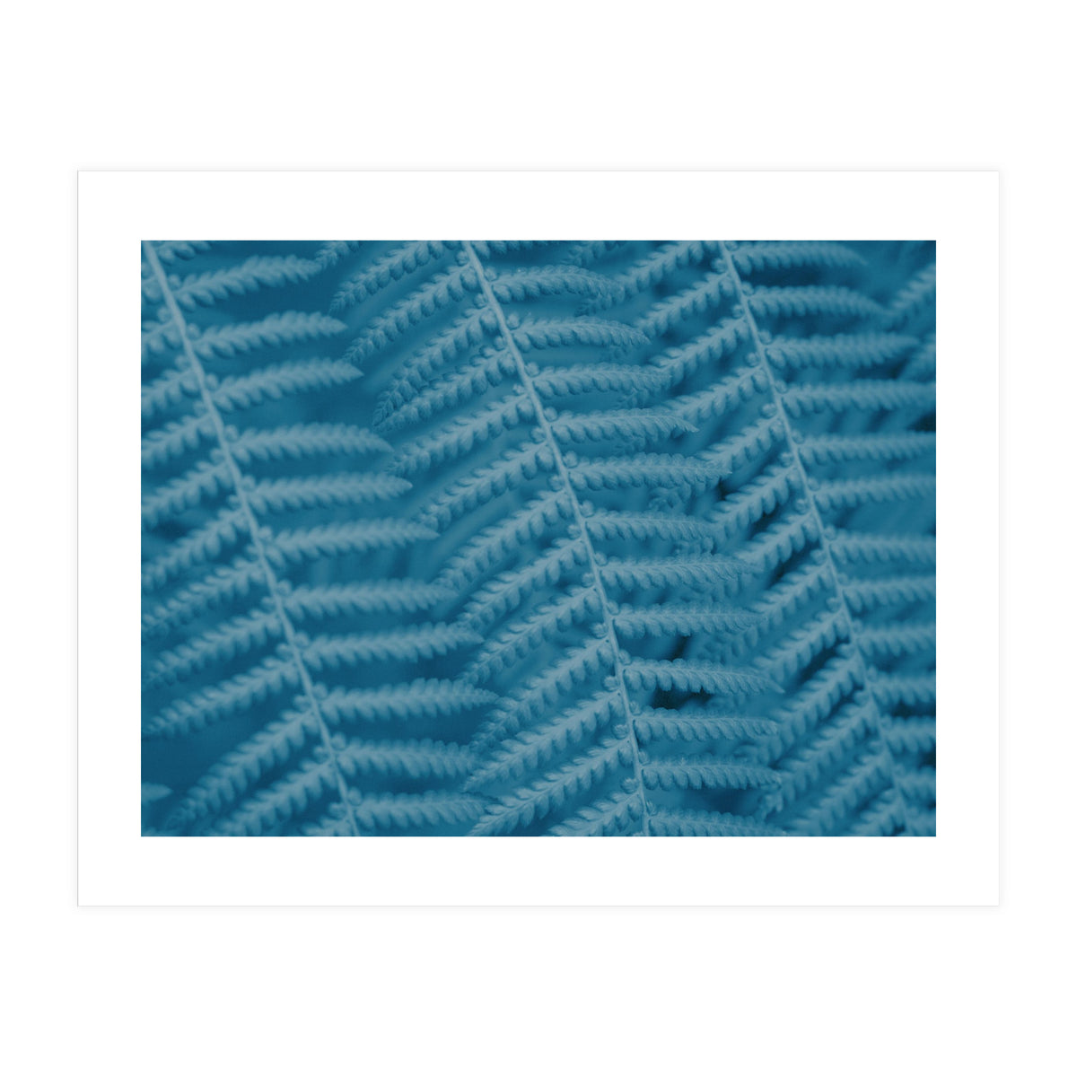 Pteridopsida 3 (Print Only)