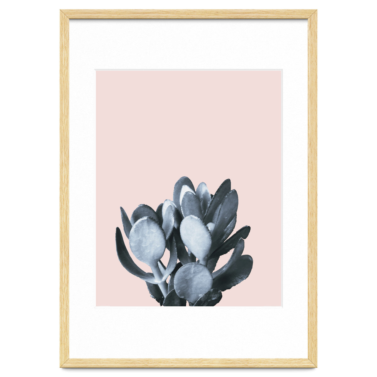 Cactus collection BL-II