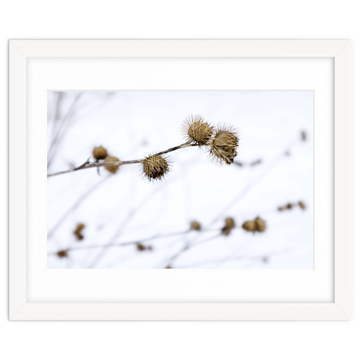 Winter Thistles