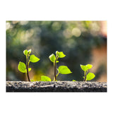Plant in Nature (Print Only) thumbnail