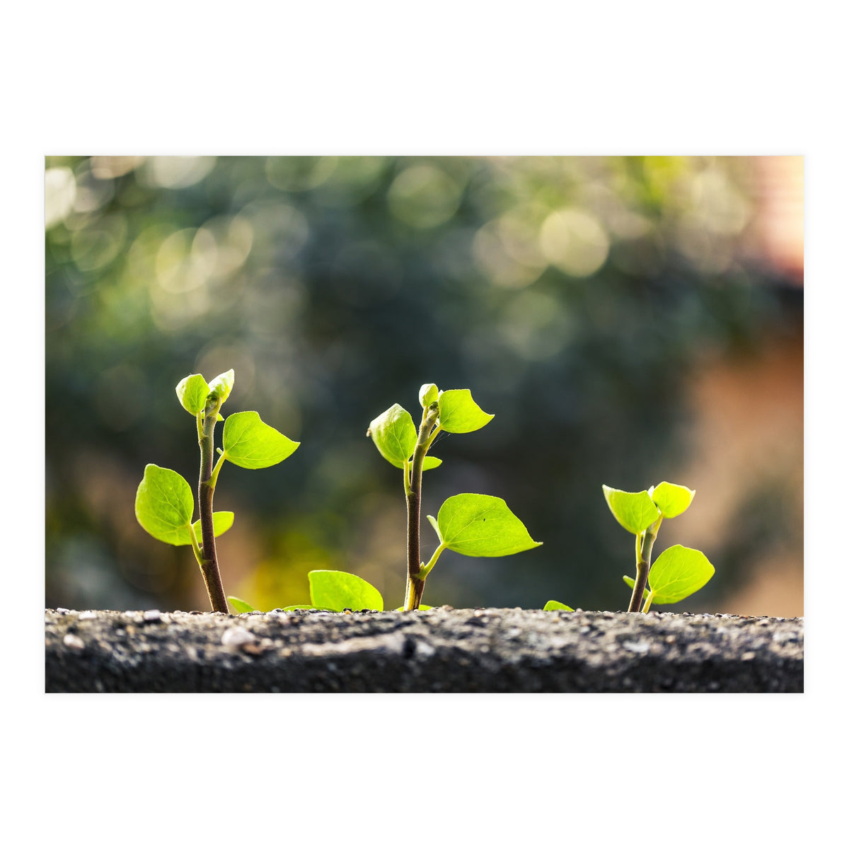 Plant in Nature (Print Only)