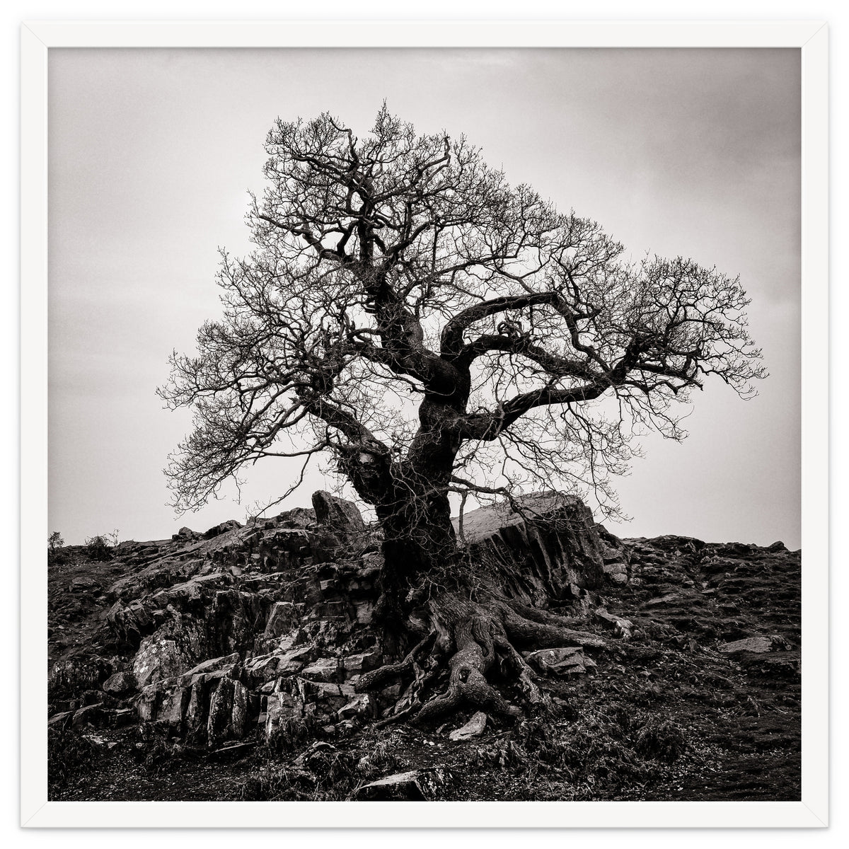Gnarled Tree