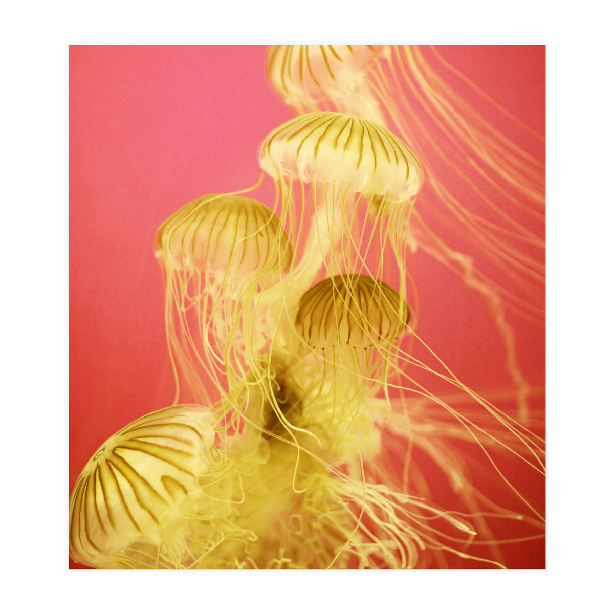 Jelly #7  (Print Only)