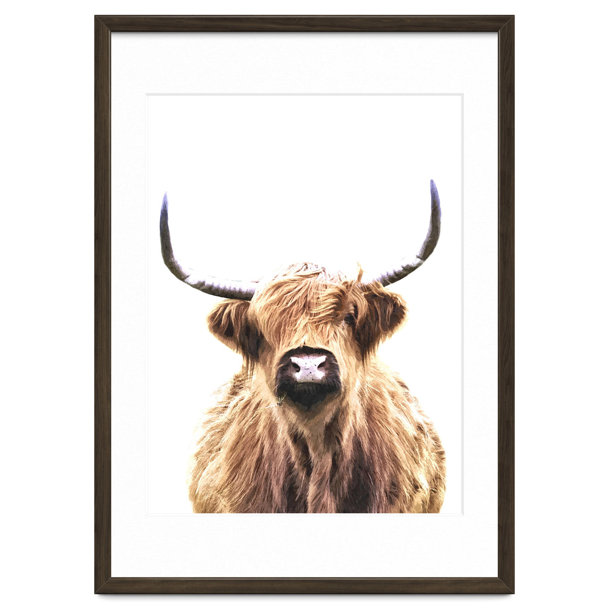 Highland Cow Portrait