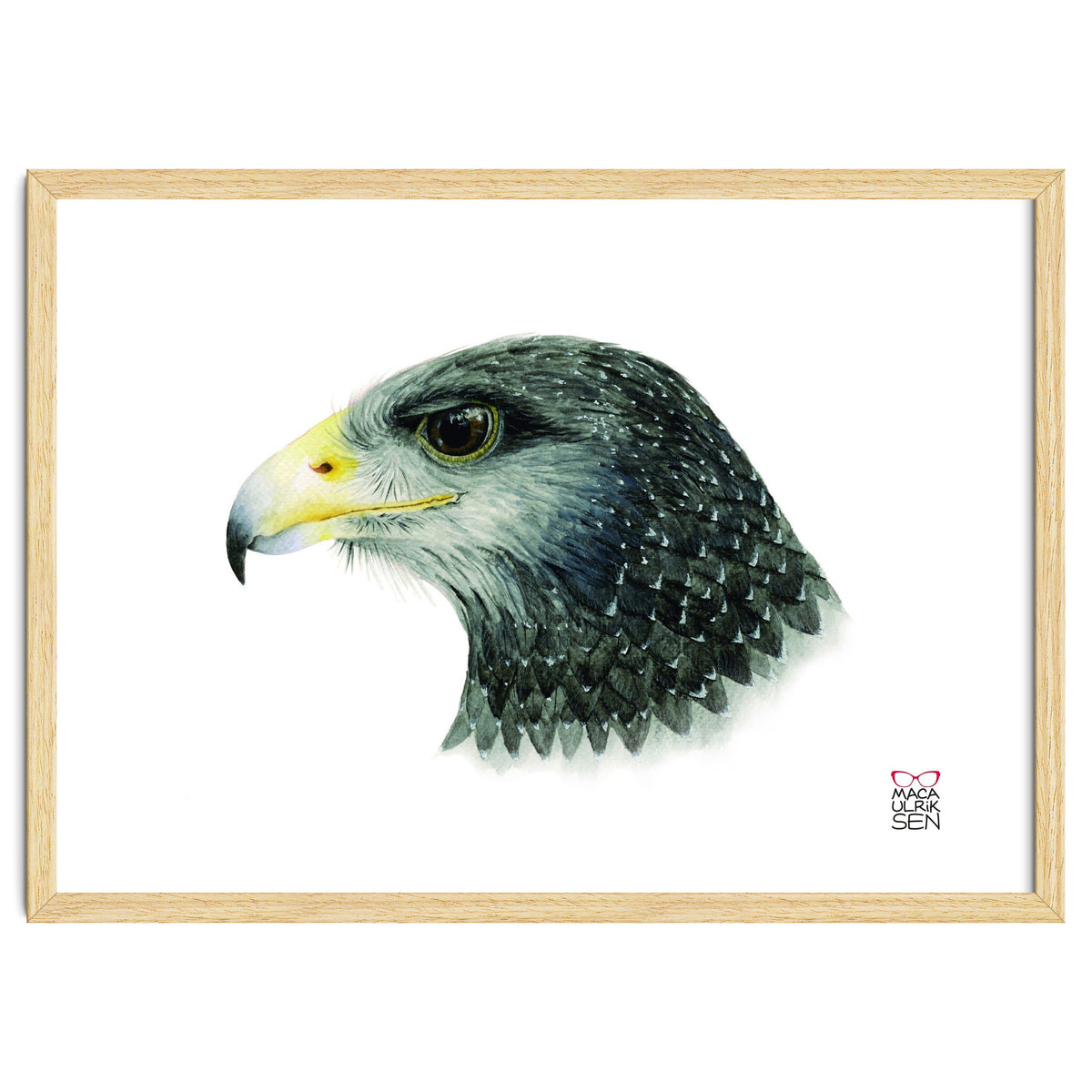 Black-chested buzzard-eagle