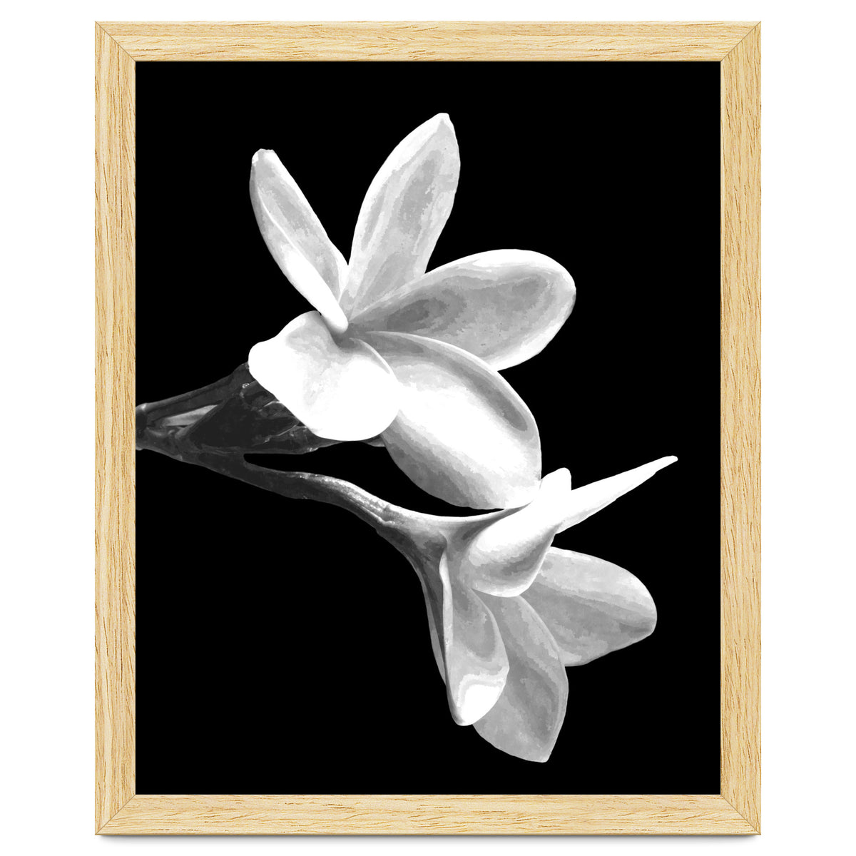 Black and White Flowers