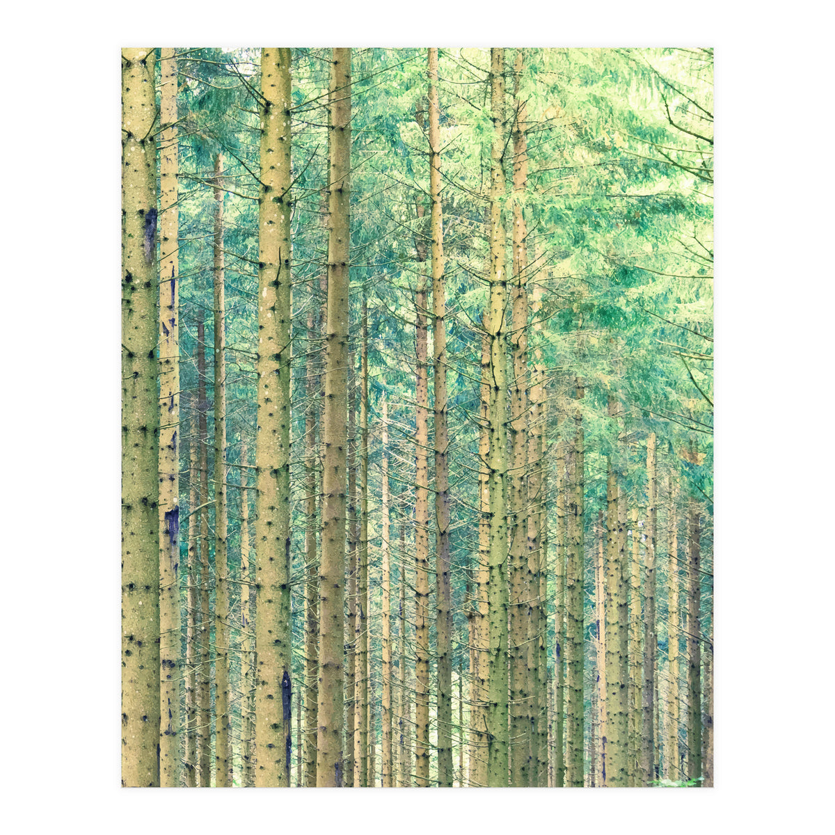 Locked In The Woods (Print Only)