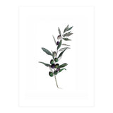 Botanical Illustration Olive (Print Only) thumbnail