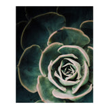 Darkside Of Succulents 4-D (Print Only) thumbnail