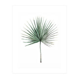 Botanical Illustration Fanpalm (Print Only) thumbnail