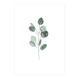 Botanical Illustration Eukalyptus2 (Print Only) thumbnail