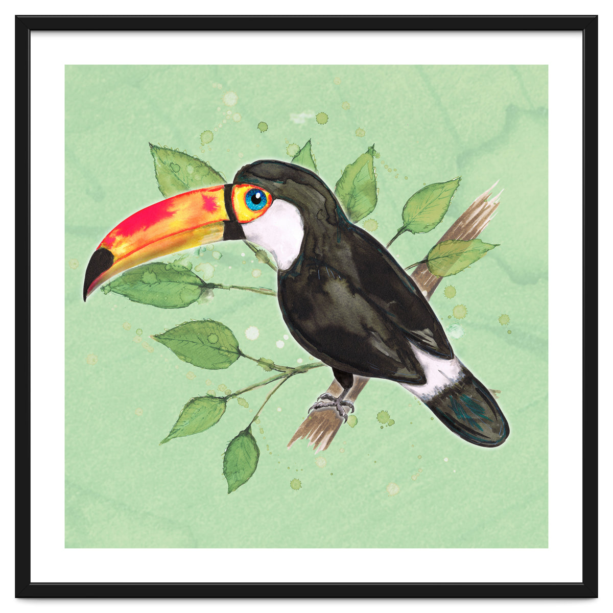 Toco toucan