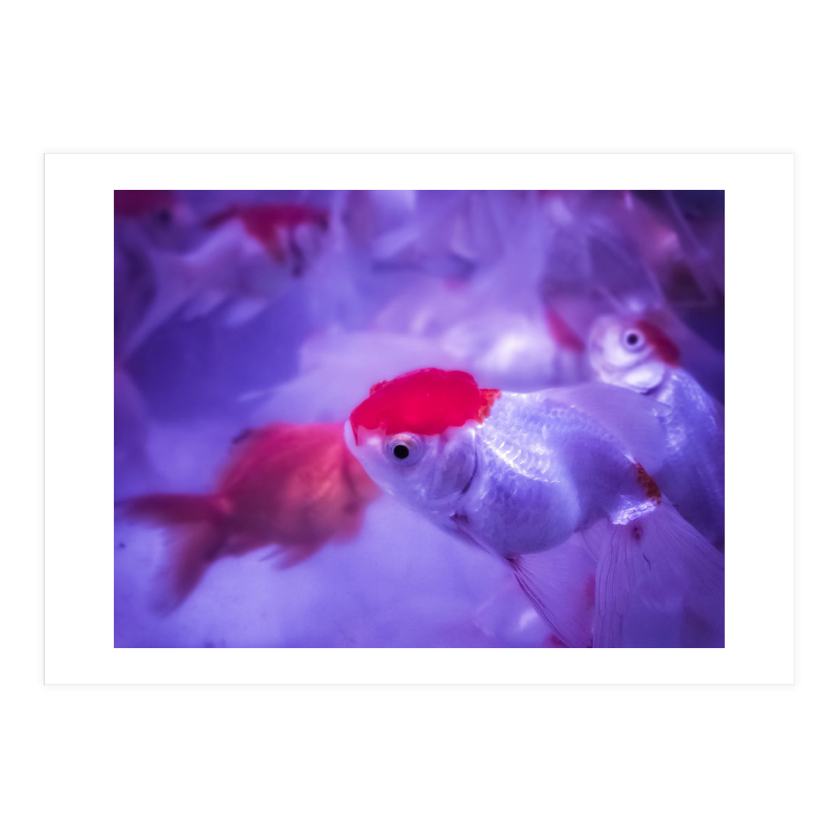 Golden Fish (Print Only)