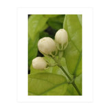 Jasmine Fragrance (Print Only) thumbnail