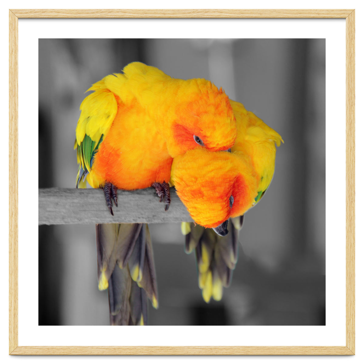 Two sun conures