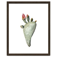 Botanical Illustration Cactus Flowers