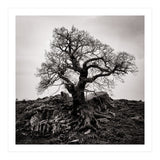 Gnarled Tree (Print Only) thumbnail