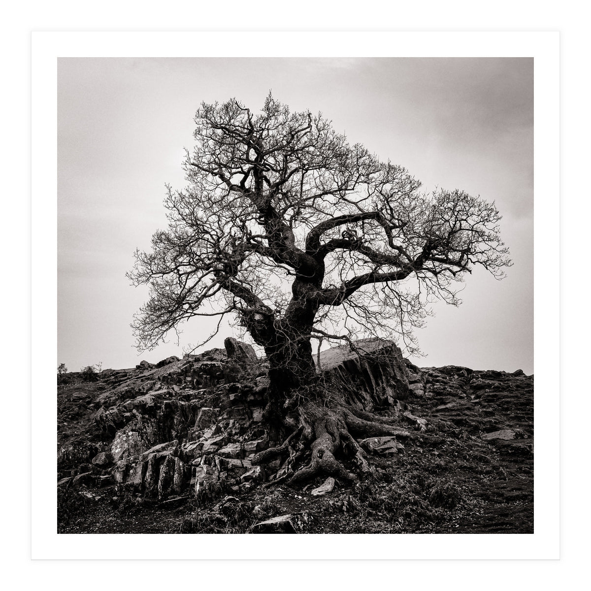 Gnarled Tree (Print Only)