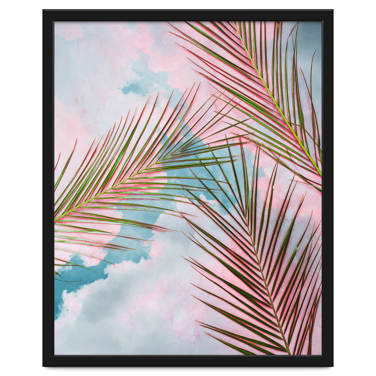 Palms + Sky