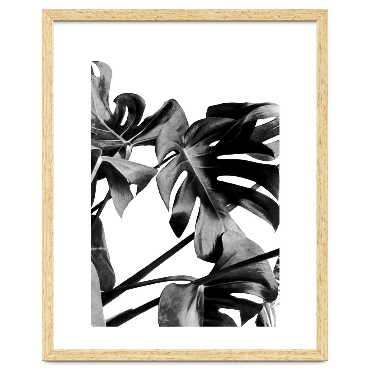 Monstera Black And White 06