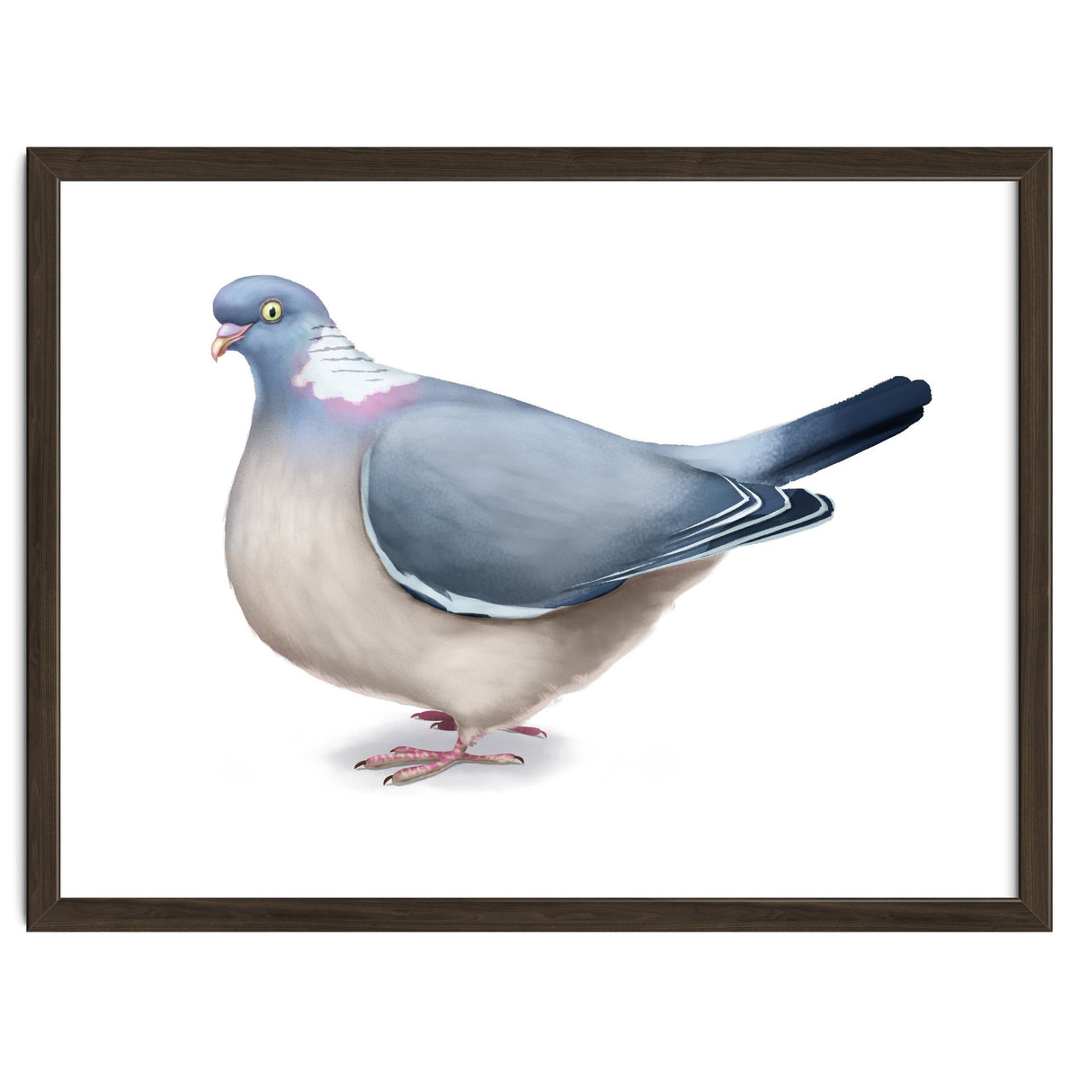 Wood Pigeon