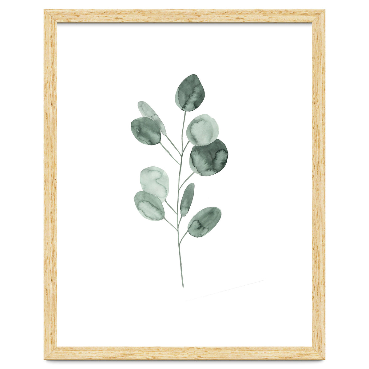Botanical Illustration Eukalyptus2