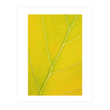 Autumn Leaf (Print Only) thumbnail