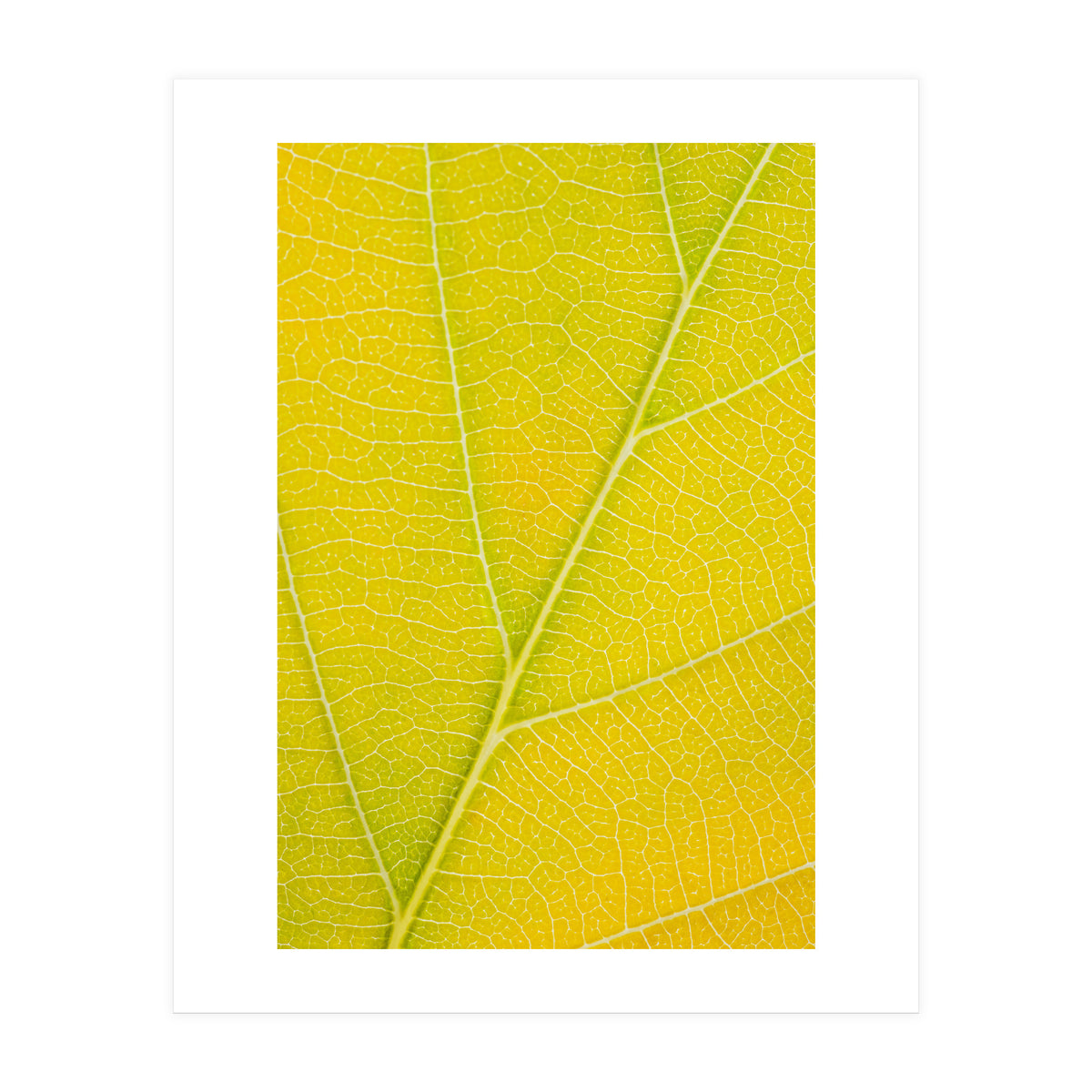 Autumn Leaf (Print Only)
