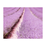 Lilac Love (Print Only) thumbnail