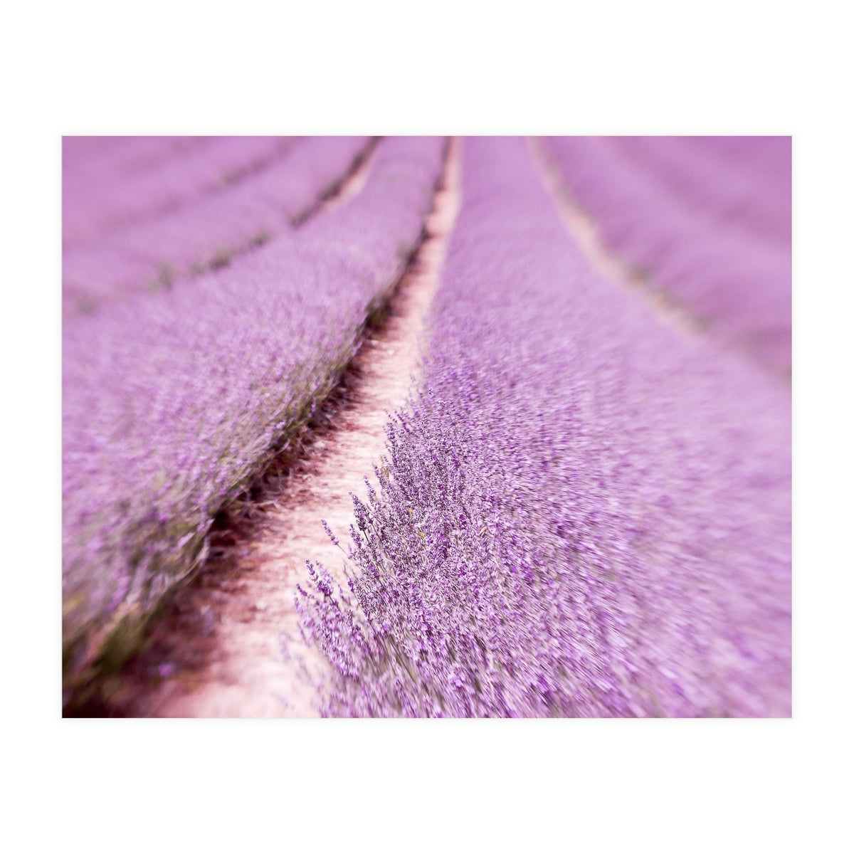 Lilac Love (Print Only)